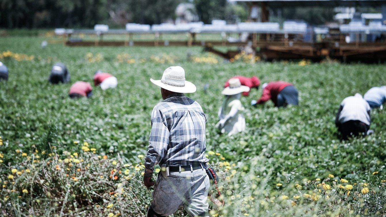 Workers in hats bent over in a field