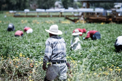 Workers in hats bent over in a field